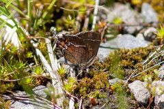 Callophrys spinetorum