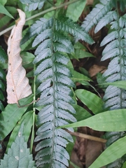 Arachniodes aristata