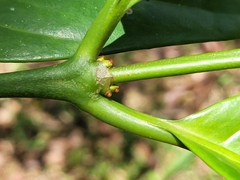 Coffea liberica