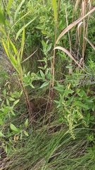 Phragmites australis americanus