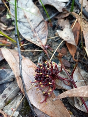 Grevillea laurifolia