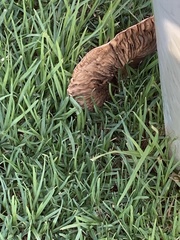 Leucoagaricus americanus