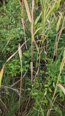 Phragmites australis americanus
