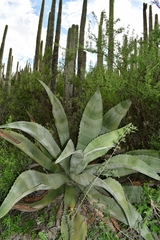 Agave marmorata