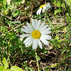 Leucanthemum vulgare