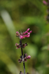 Stachys chamissonis
