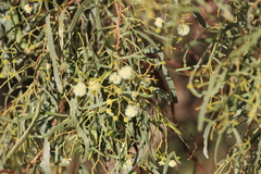 Acacia salicina