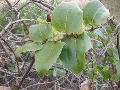 Smilax australis