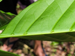 Coffea liberica