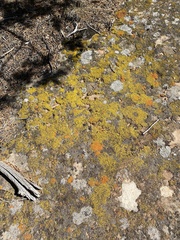 Acarosporaceae