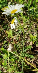 Leucanthemum vulgare