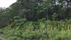 Phragmites australis americanus