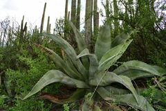 Agave marmorata