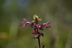 Stachys chamissonis