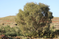 Acacia salicina