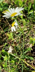 Leucanthemum vulgare