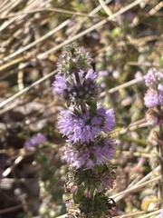 Mentha pulegium