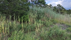 Phragmites australis americanus