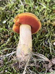 Neoboletus