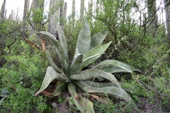 Agave marmorata