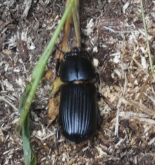 Odontotaenius disjunctus