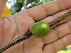 Coffea liberica