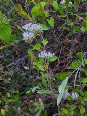 Mikania scandens