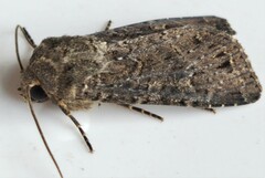 Apamea devastator
