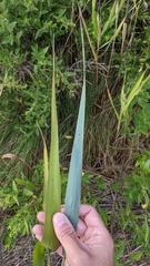 Phragmites australis americanus