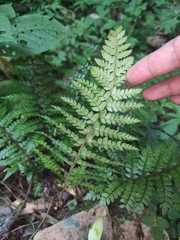 Polystichum makinoi