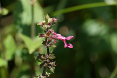 Stachys chamissonis