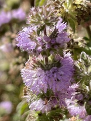 Mentha pulegium