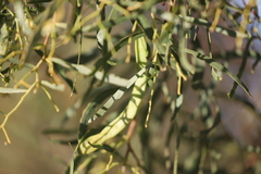 Acacia salicina