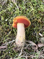 Neoboletus