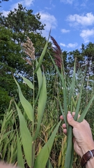 Phragmites australis americanus