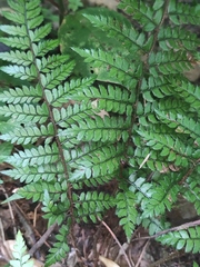 Polystichum makinoi