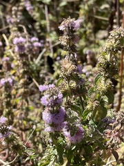 Mentha pulegium