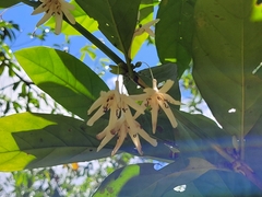 Coffea liberica