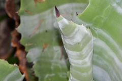 Agave marmorata