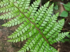 Polystichum makinoi