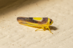 Colladonus clitellarius