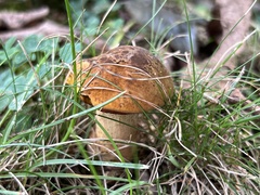 Neoboletus