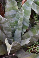 Agave marmorata