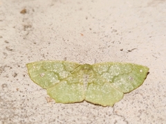 Himeromima aulis