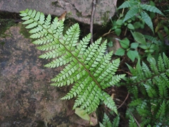 Polystichum makinoi