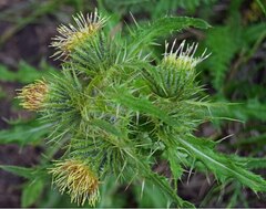 Cirsium parryi
