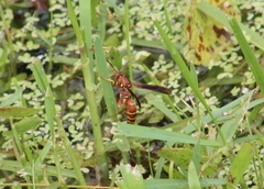 Polistes bellicosus