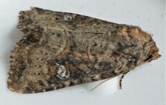 Mesapamea fractilinea