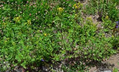Senecio eremophilus