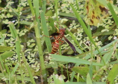 Polistes bellicosus